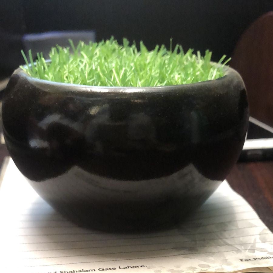 Cermaic pot for succulents - Shalamar Nurseries & LandscapersShalamar Nurseries & Landscapers