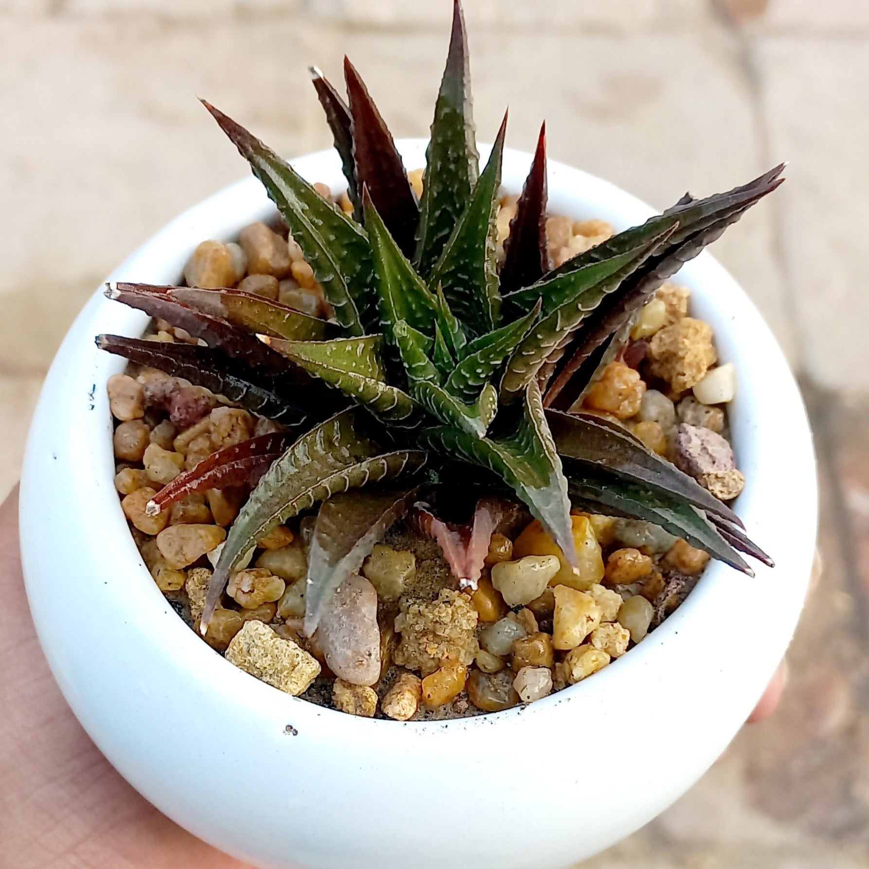 Cermaic pot for succulents - Shalamar Nurseries & LandscapersShalamar Nurseries & Landscapers