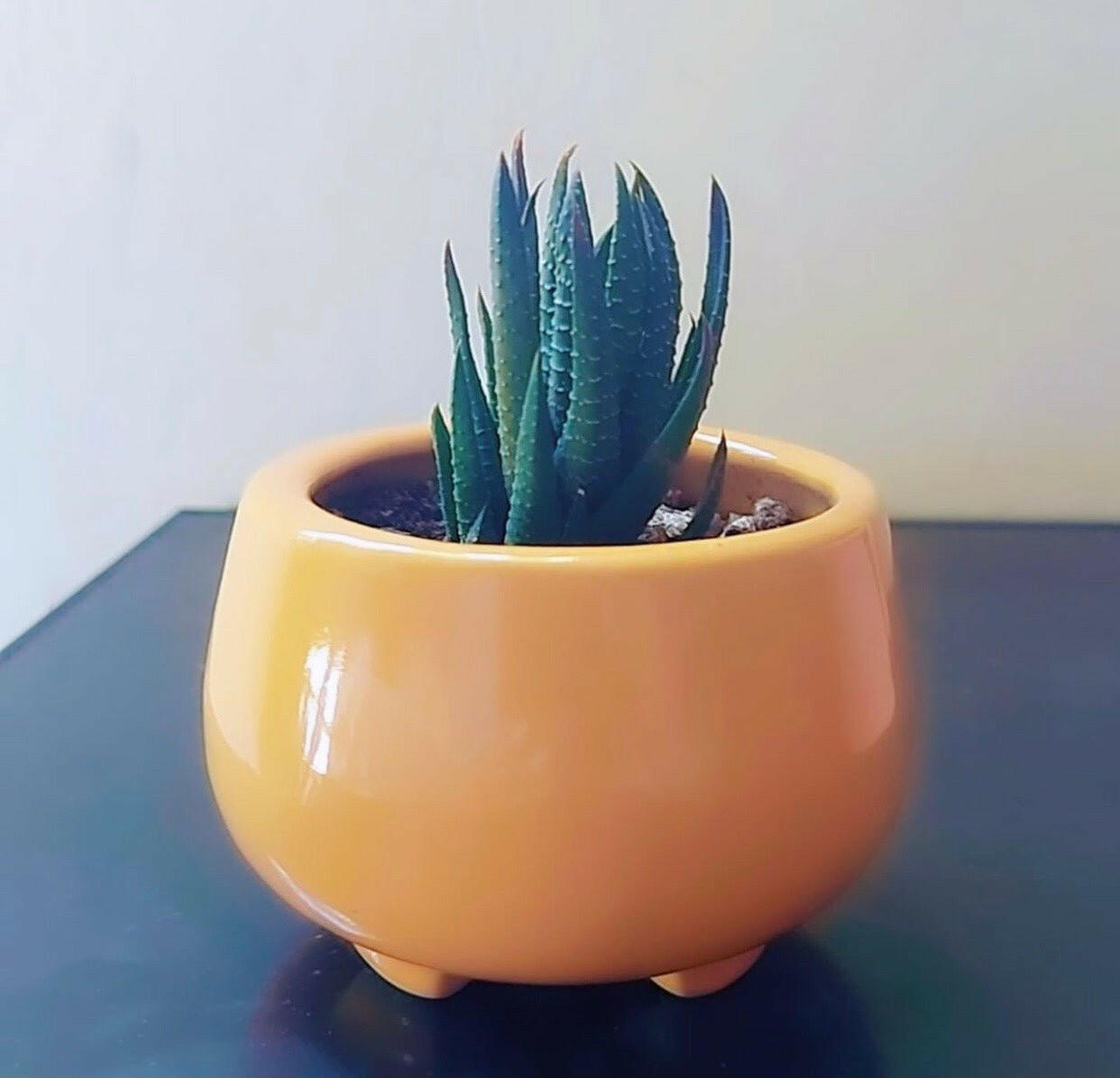 Cermaic pot for succulents with stand - Shalamar Nurseries & LandscapersShalamar Nurseries & Landscapers