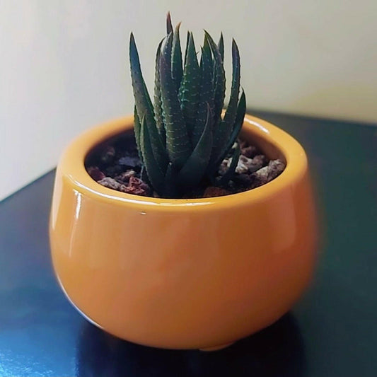 Cermaic pot for succulents with stand - Shalamar Nurseries & LandscapersShalamar Nurseries & Landscapers