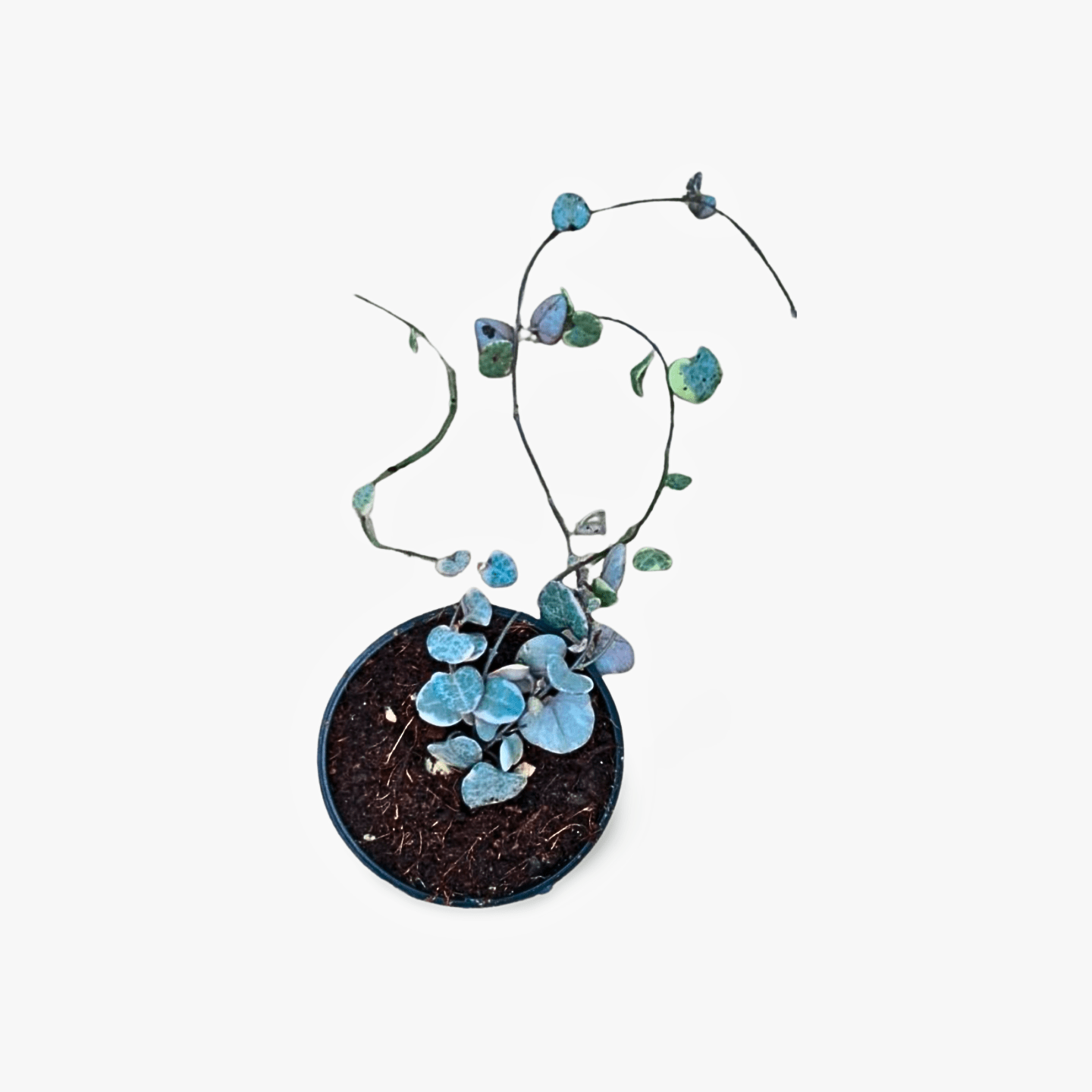 Ceropegia String of Hearts - Shalamar Nurseries & LandscapersShalamar Nurseries & Landscapers