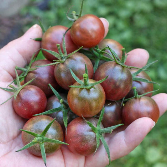 Cherry Tomato Black