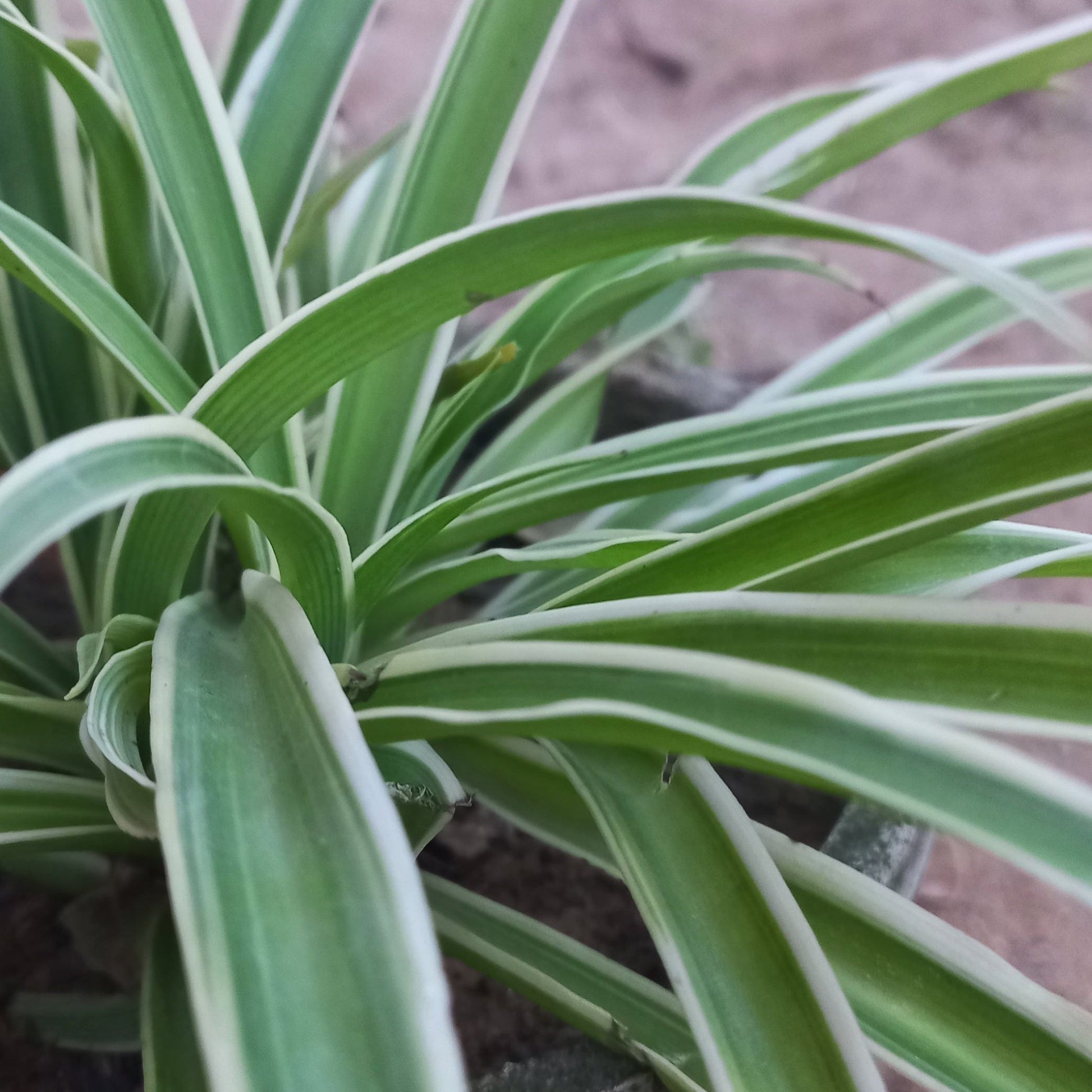 Chlorophytum - Shalamar Nurseries & LandscapersShalamar Nurseries & Landscapers