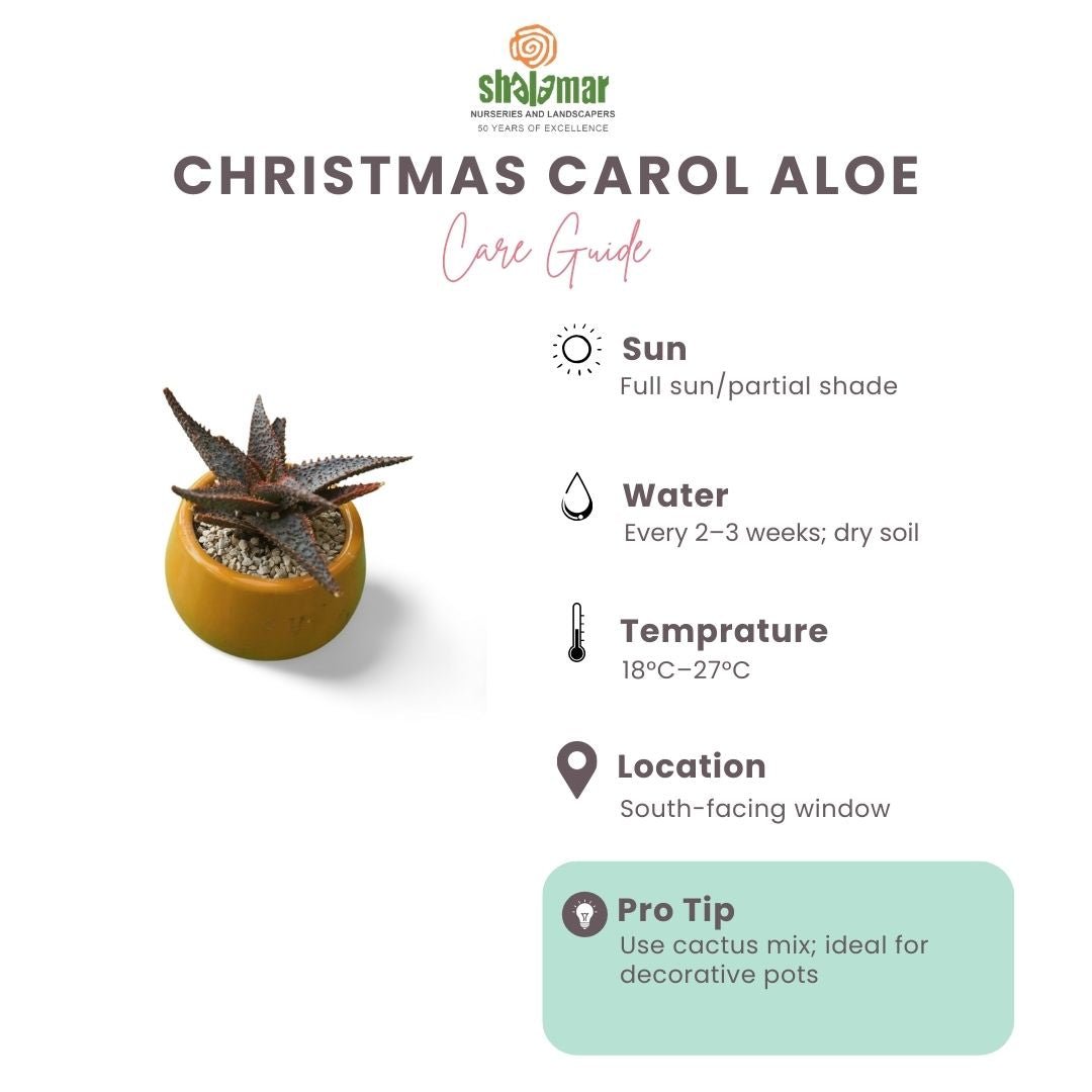 Christmas Carol Aloe - Shalamar Nurseries & LandscapersShalamar Nurseries & Landscapers