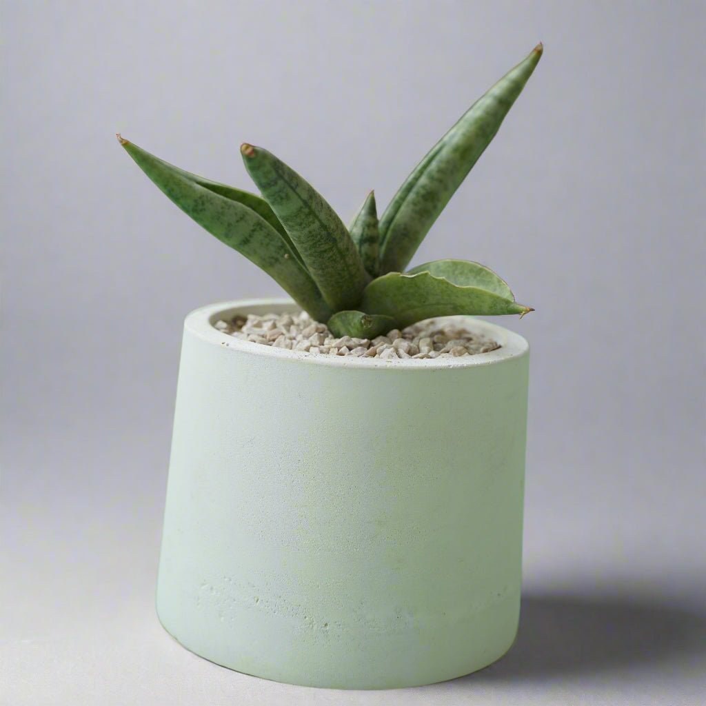 Concrete Pot White 3in. - Shalamar Nurseries & LandscapersShalamar Nurseries & Landscapers