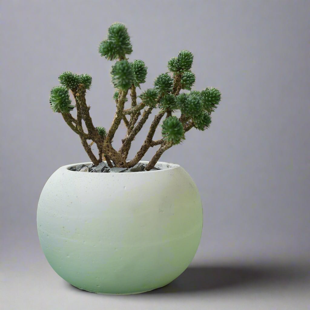 Concrete Pot White 3in. - Shalamar Nurseries & LandscapersShalamar Nurseries & Landscapers