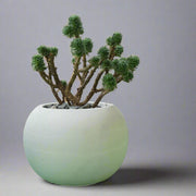 Concrete Pot White 3in. - Shalamar Nurseries & LandscapersShalamar Nurseries & Landscapers