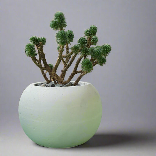 Concrete Pot White 3in. - Shalamar Nurseries & LandscapersShalamar Nurseries & Landscapers