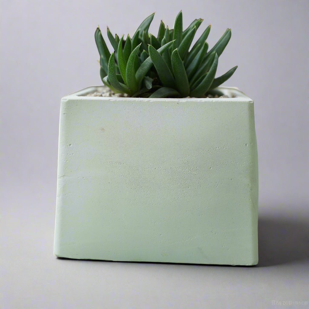 Concrete Pot White 3in. - Shalamar Nurseries & LandscapersShalamar Nurseries & Landscapers