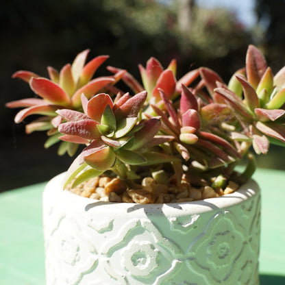 Crassula capitella campfire large - Shalamar Nurseries & LandscapersShalamar Nurseries & Landscapers