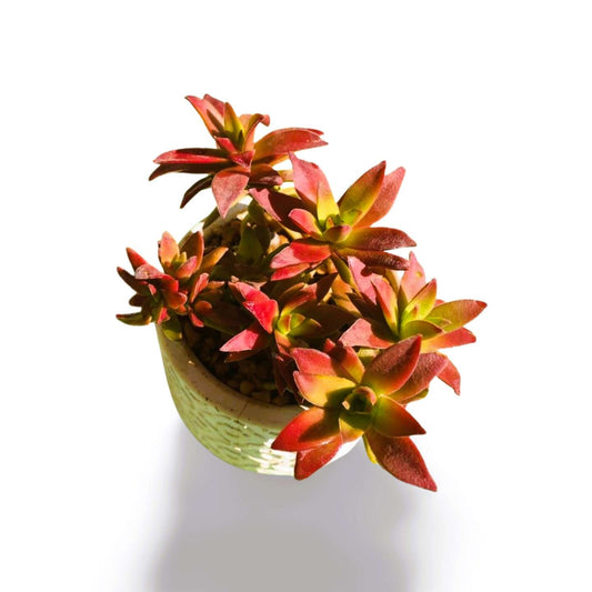 Crassula capitella campfire large - Shalamar Nurseries & LandscapersShalamar Nurseries & Landscapers