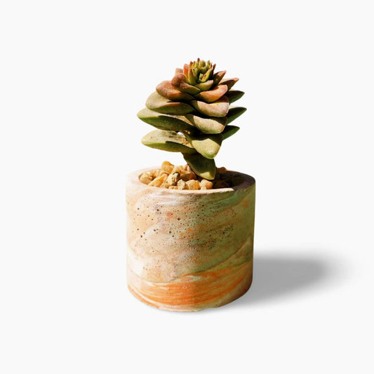 Crassula rupestris - Shalamar Nurseries & LandscapersShalamar Nurseries & Landscapers
