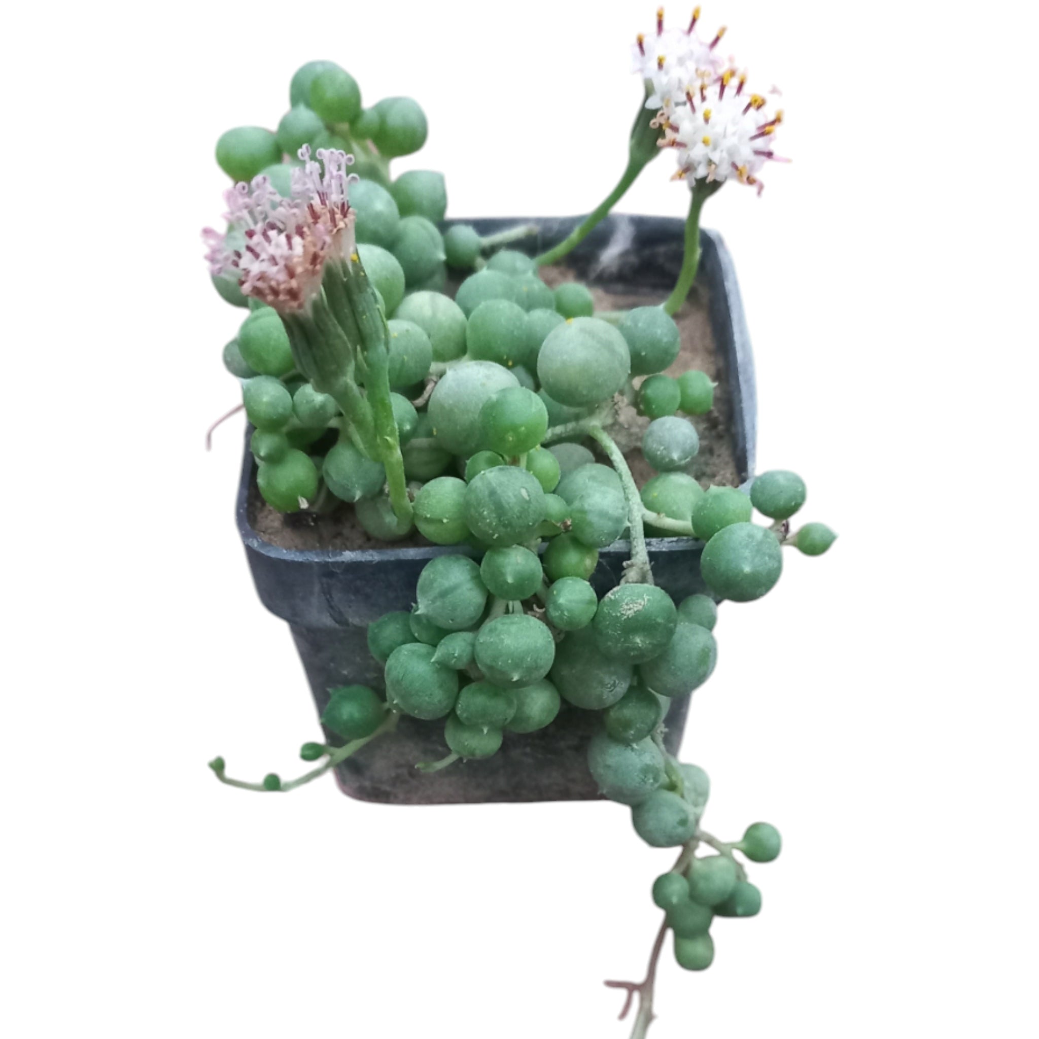 Curio rowleyanus String of Pearls - Shalamar Nurseries & LandscapersShalamar Nurseries & Landscapers