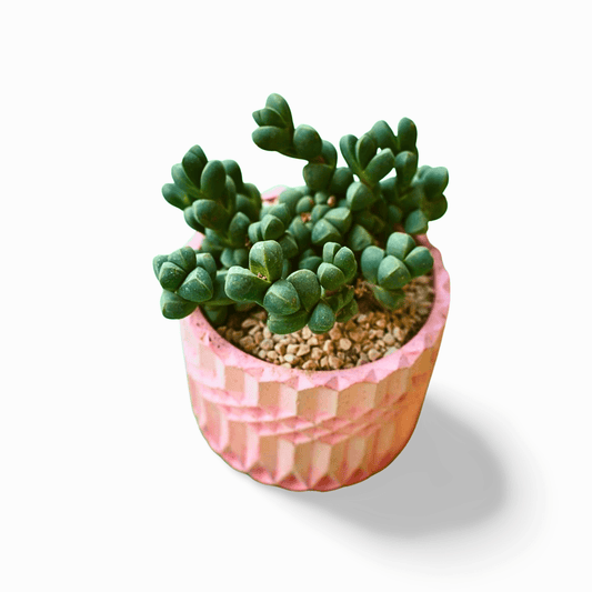 Delosperma lehmannii Ice plant - Shalamar Nurseries & LandscapersShalamar Nurseries & Landscapers