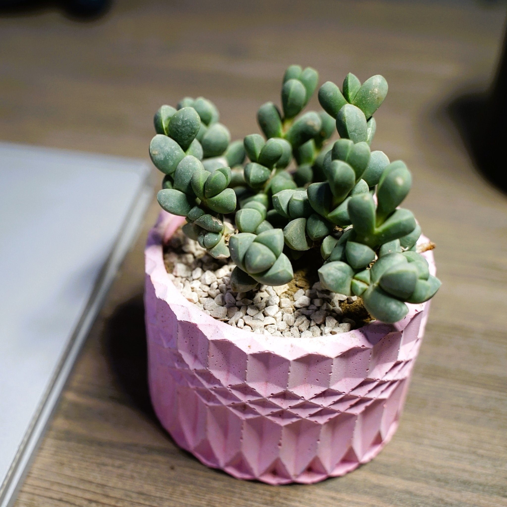 Delosperma lehmannii Ice plant - Shalamar Nurseries & LandscapersShalamar Nurseries & Landscapers