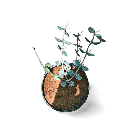 Dollar Vine - Shalamar Nurseries & LandscapersShalamar Nurseries & Landscapers