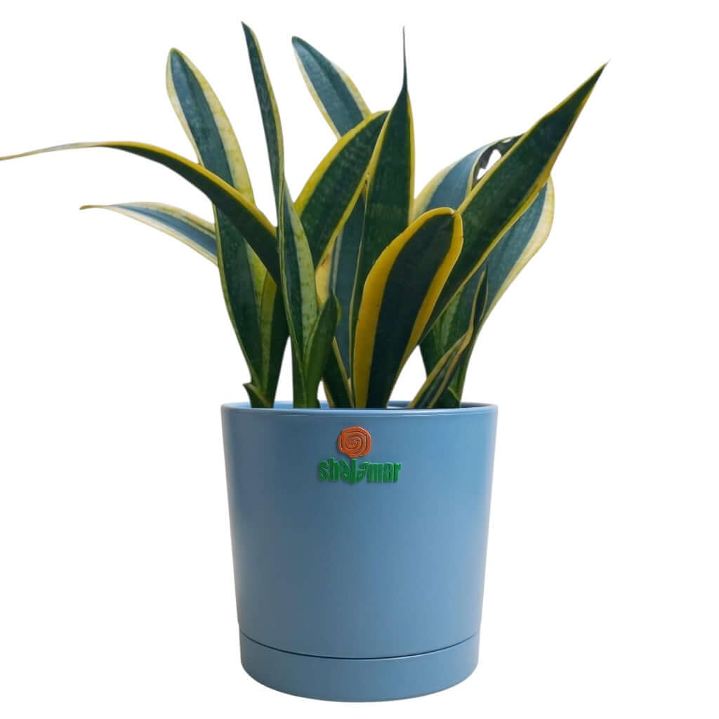 Snake plant in a blue high-quality plastic planter, ideal for indoor spaces and low maintenance care.