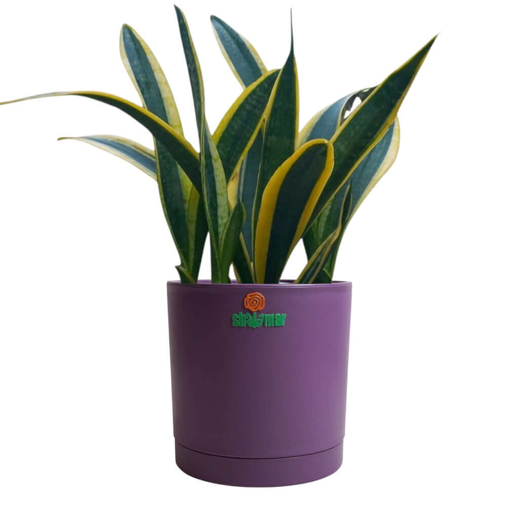Snake plant in high-quality purple plastic pot, a low maintenance indoor plant ideal for homes and offices.