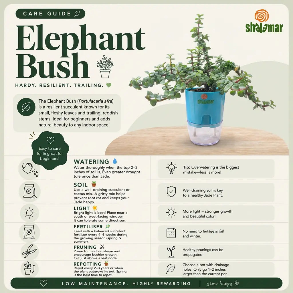 Elephant Bush Jade Care Guide - Shalamar Nurseries