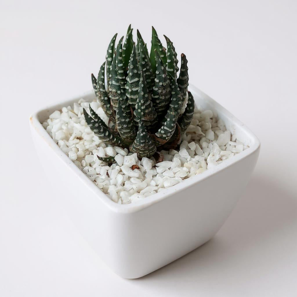 Haworthia zebra vart
