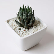 Haworthia zebra vart
