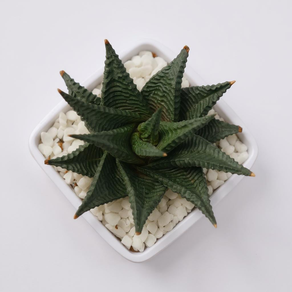 Haworthia Limifolia