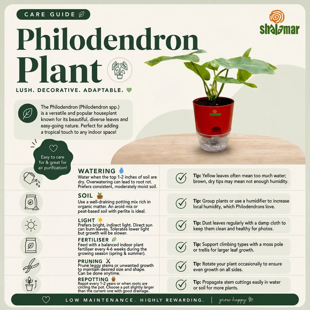 Philodendron Care Guide - Shalamar Nurseries