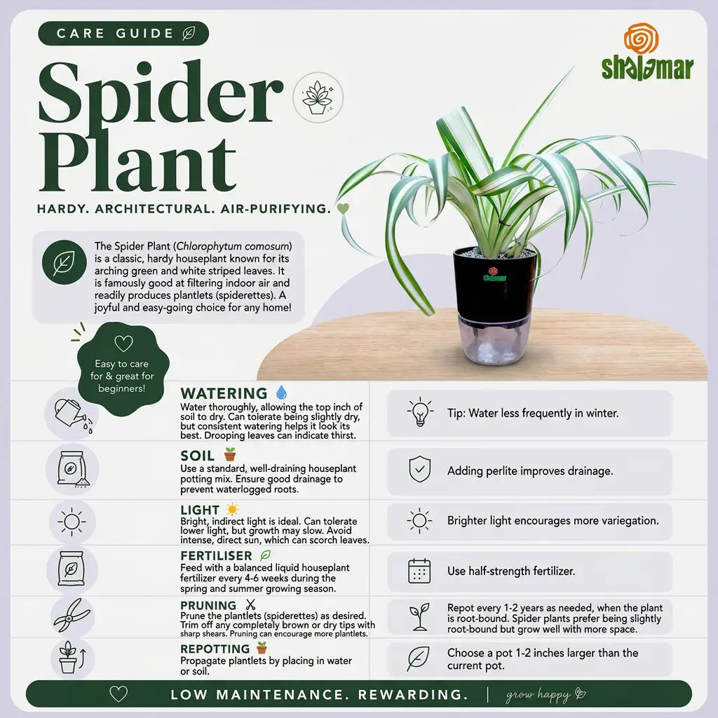 Spider Plant Care Guide - Shalamar Nurseries