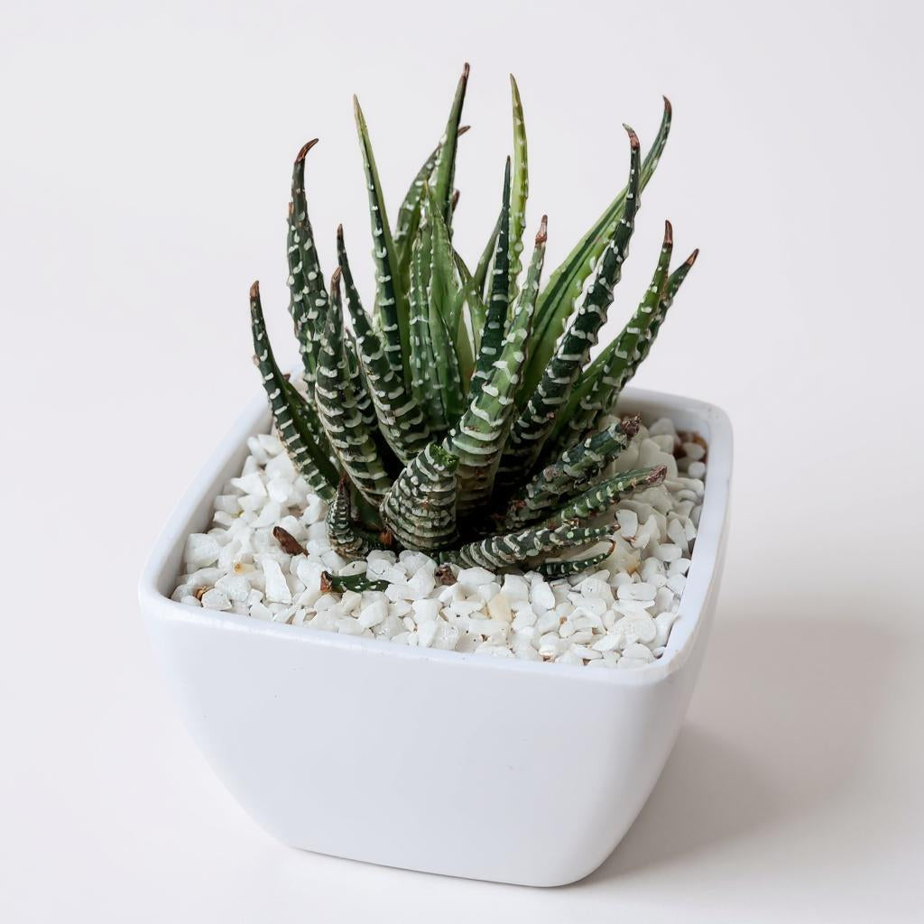 Haworthia Variegated