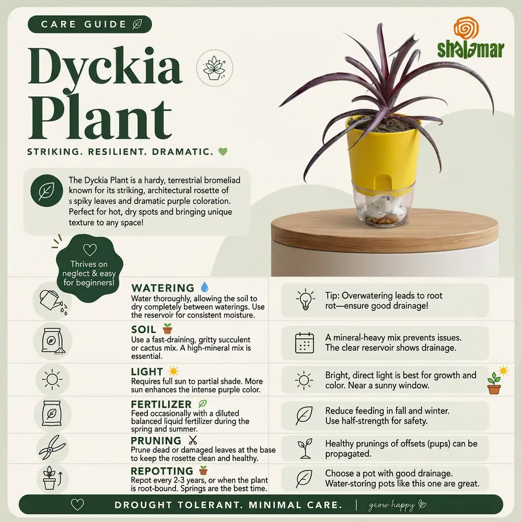 Dyckia Plant Care Guide - Shalamar Nurseries