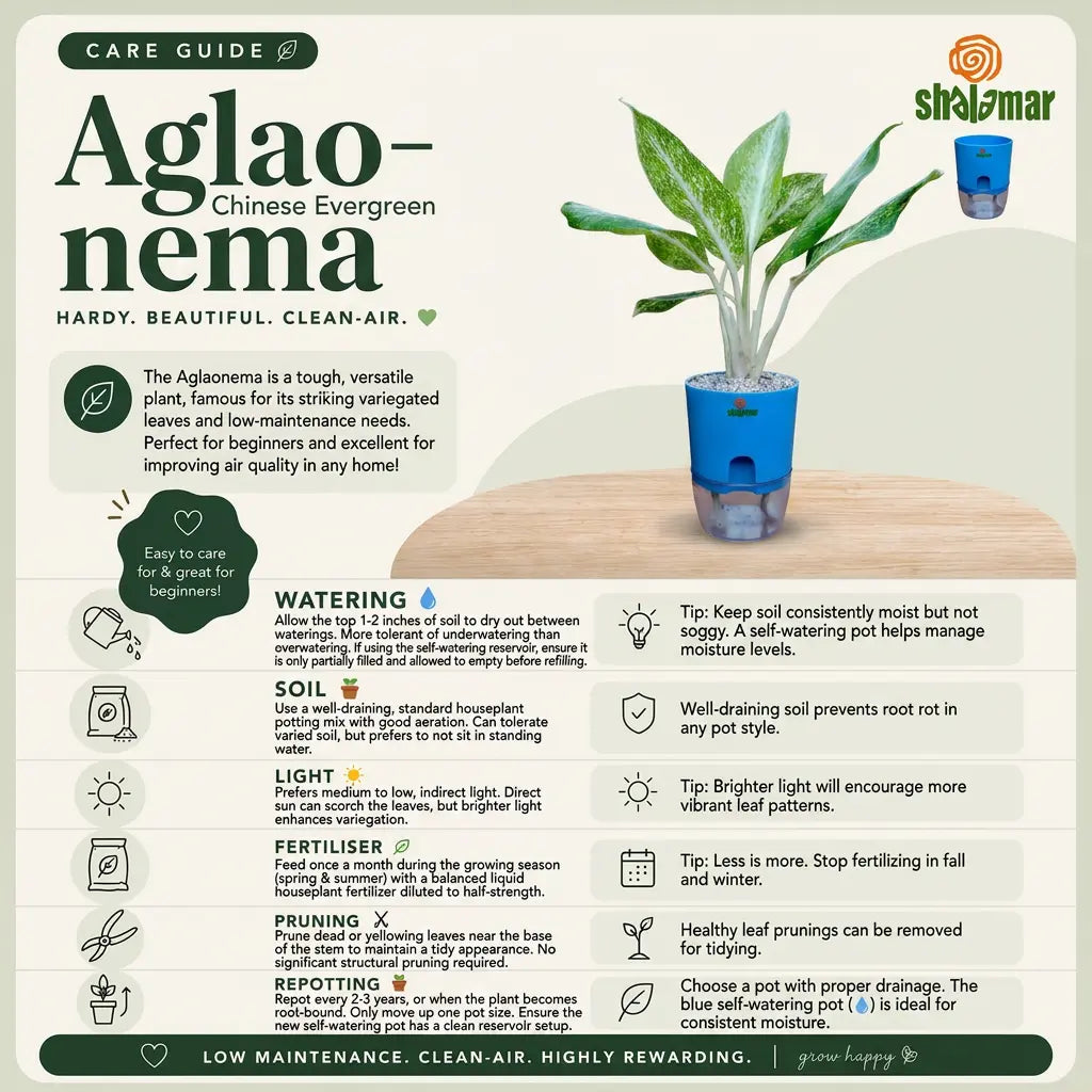 Aglaonema Care Guide - Shalamar Nurseries