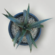 Dyckia - Shalamar Nurseries & LandscapersShalamar Nurseries & Landscapers