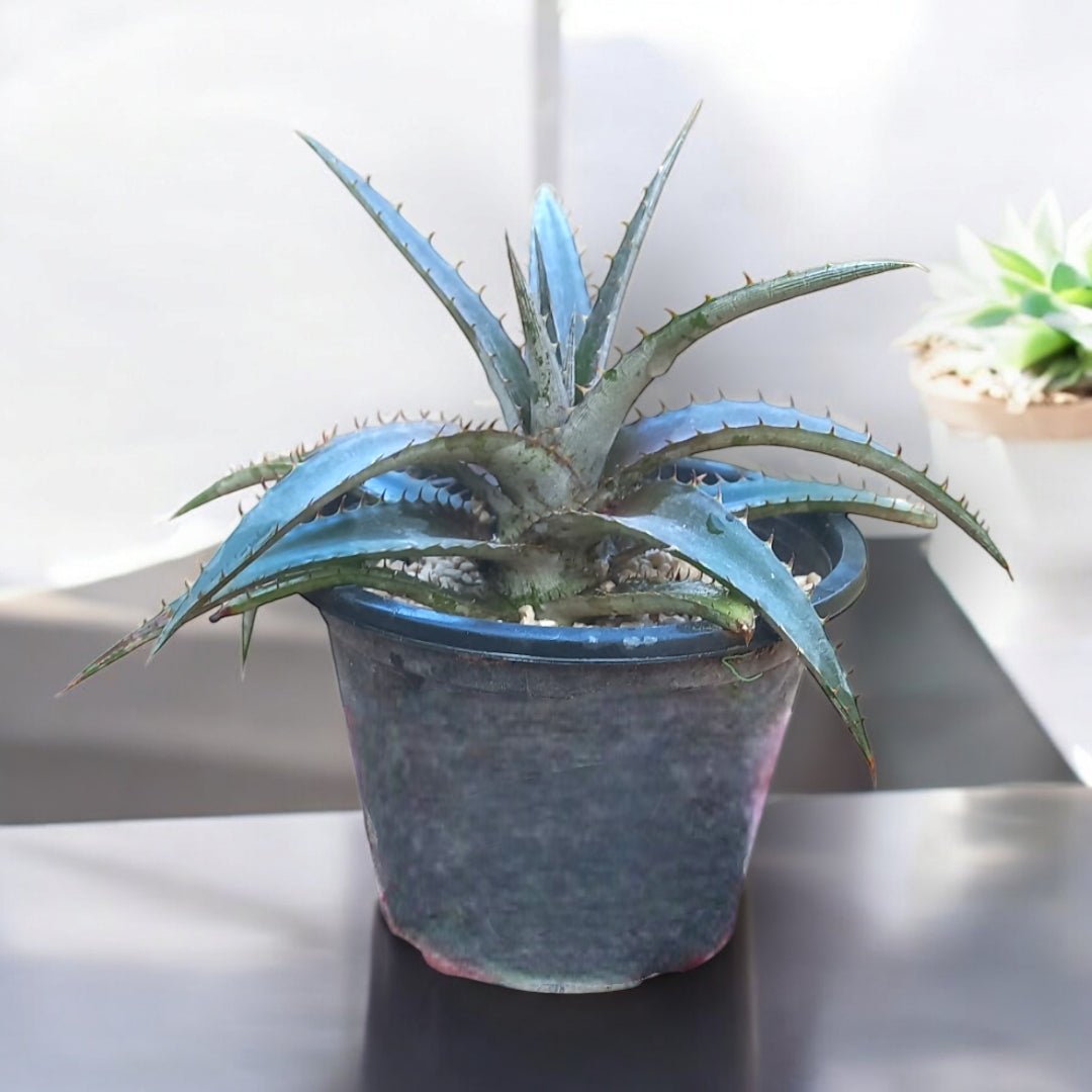Dyckia - Shalamar Nurseries & LandscapersShalamar Nurseries & Landscapers