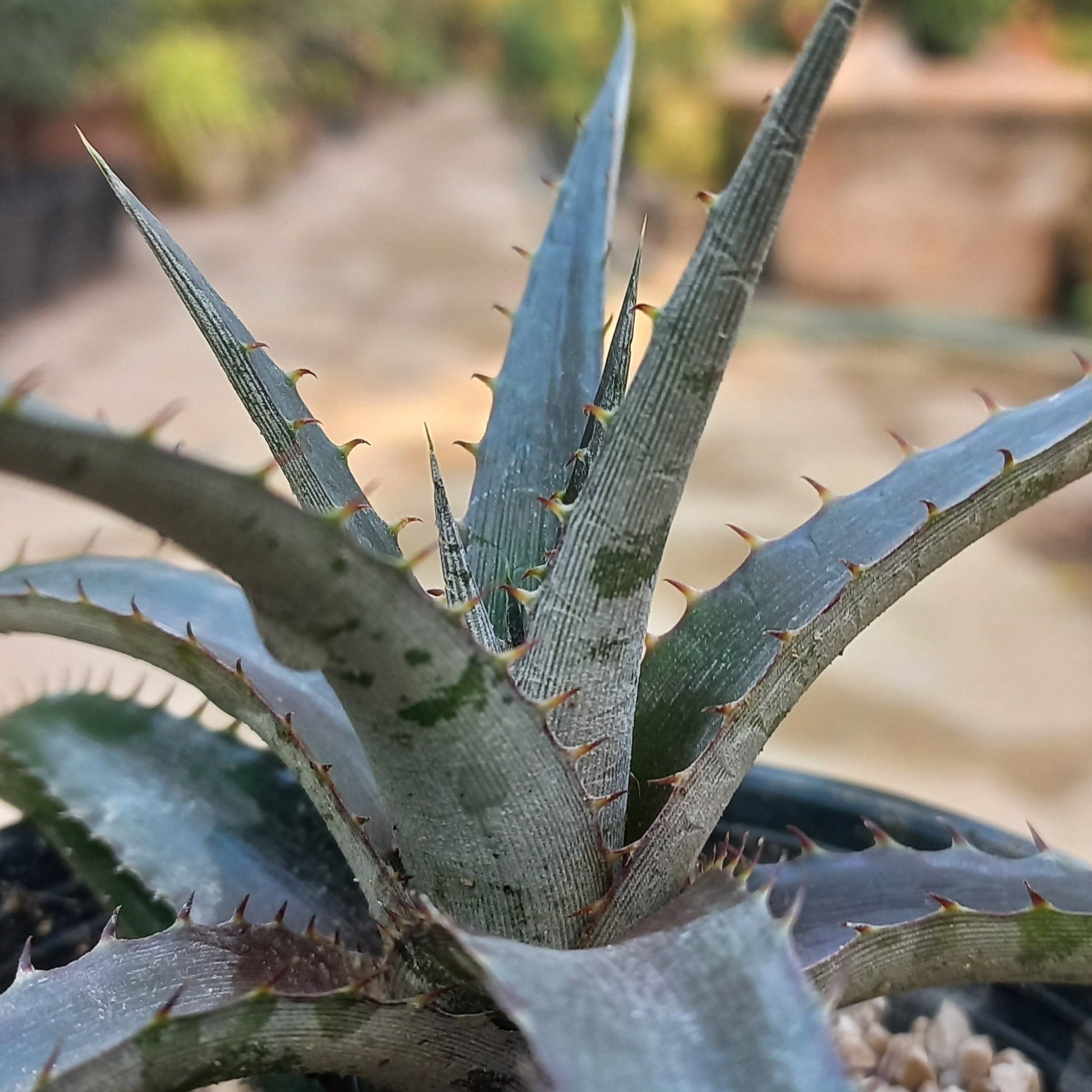 Dyckia - Shalamar Nurseries & LandscapersShalamar Nurseries & Landscapers