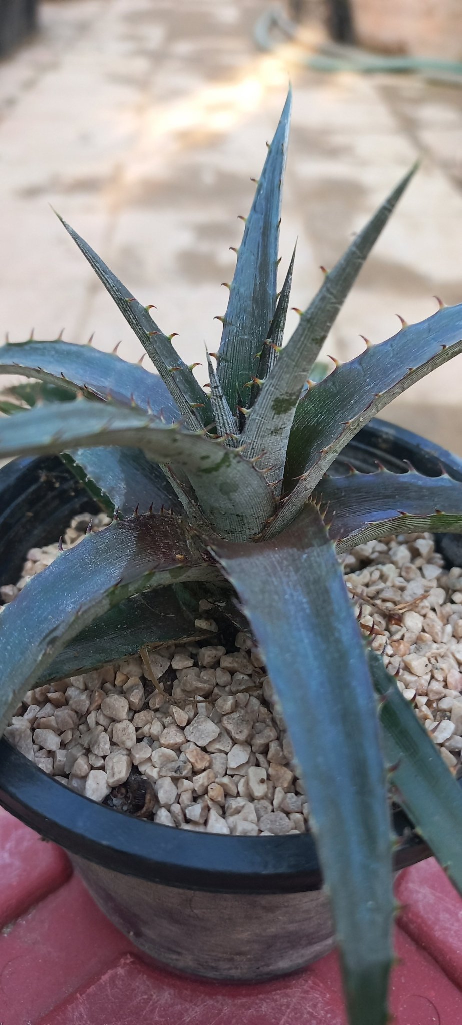 Dyckia - Shalamar Nurseries & LandscapersShalamar Nurseries & Landscapers