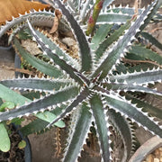 Dykea Black - Shalamar Nurseries & LandscapersShalamar Nurseries & Landscapers
