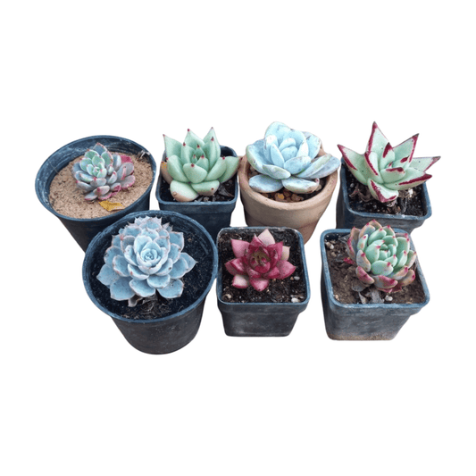 Echeveria Bundle - Shalamar Nurseries & LandscapersShalamar Nurseries & Landscapers
