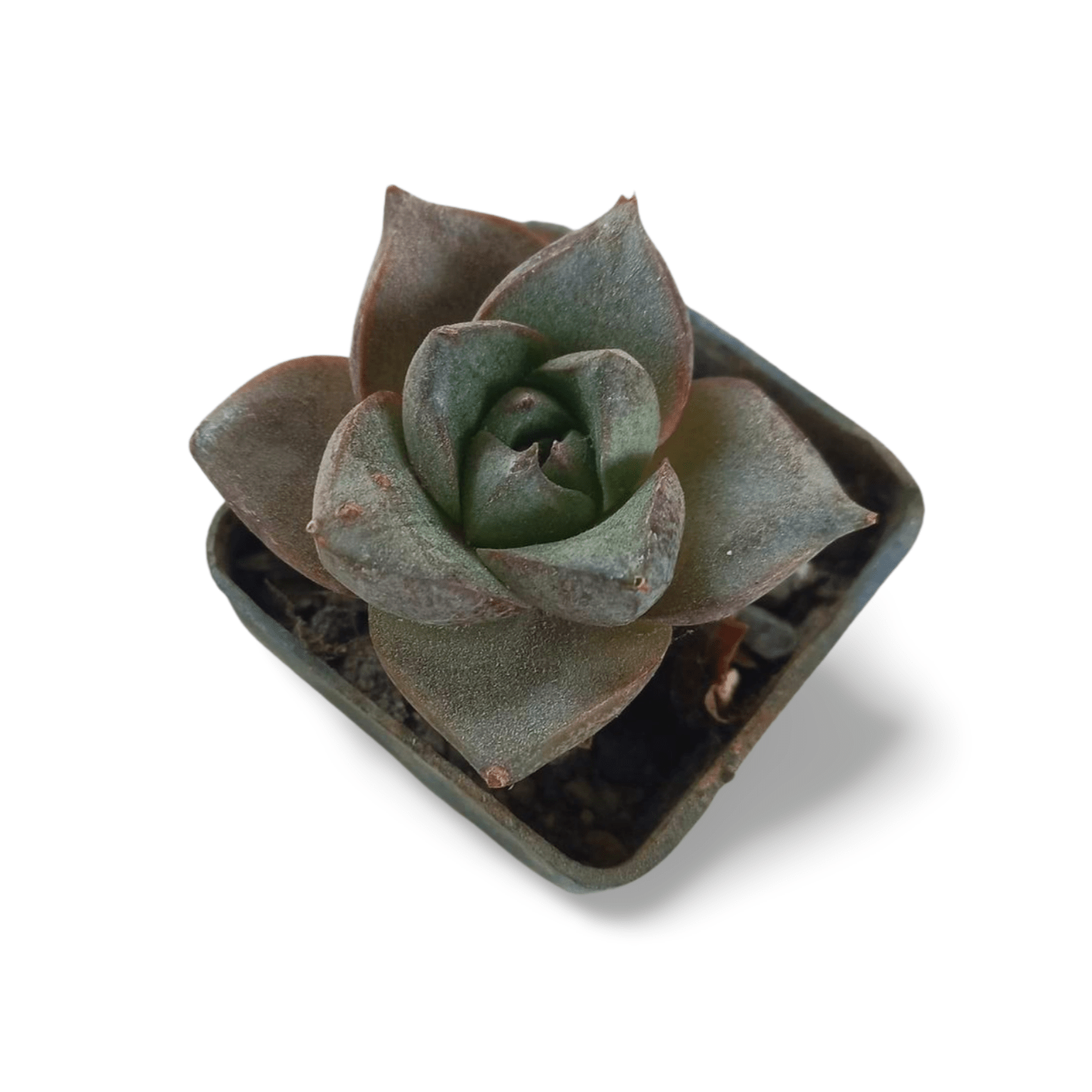 Echeveria Dionysos - Shalamar Nurseries & LandscapersShalamar Nurseries & Landscapers