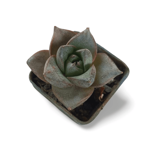 Echeveria Dionysos - Shalamar Nurseries & LandscapersShalamar Nurseries & Landscapers