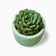 Echeveria Large - Shalamar Nurseries & LandscapersShalamar Nurseries & Landscapers