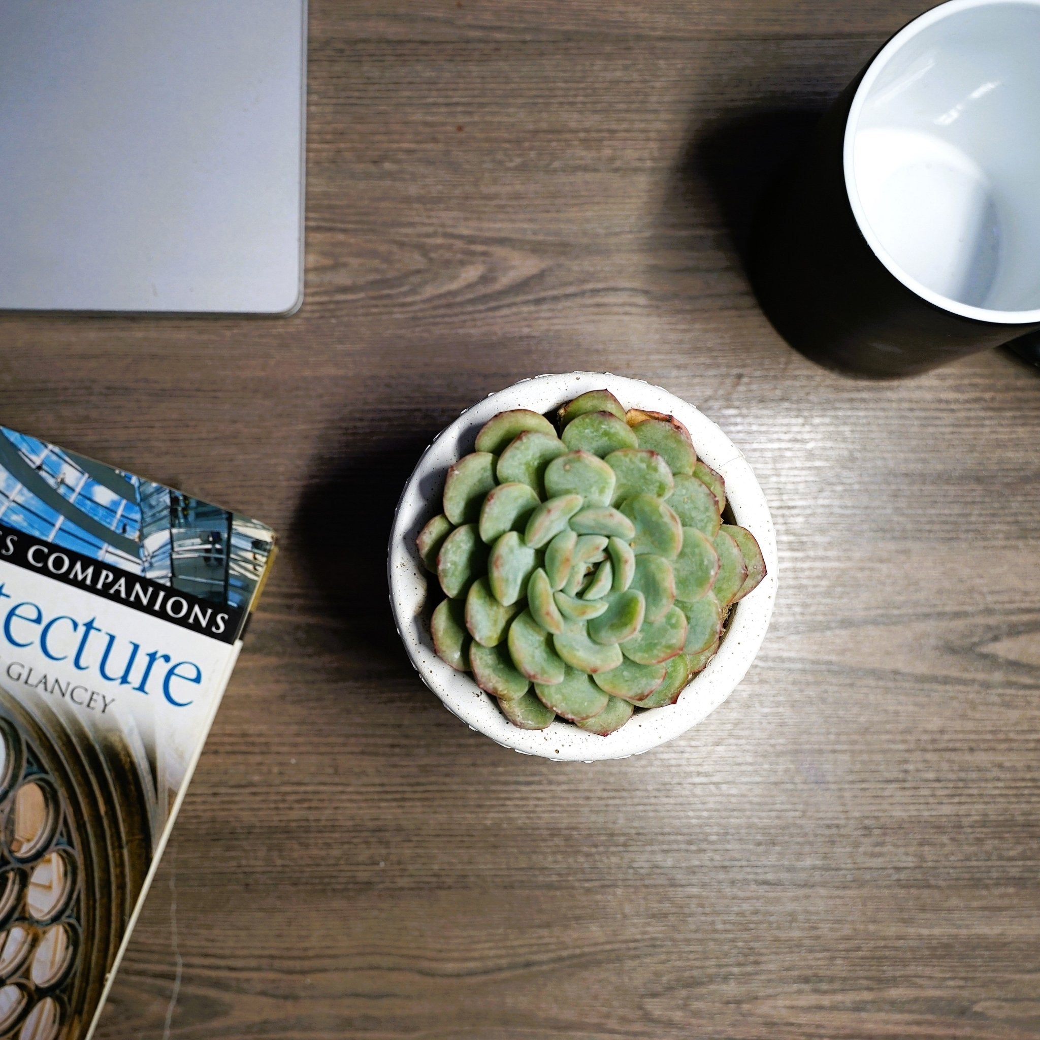 Echeveria Large - Shalamar Nurseries & LandscapersShalamar Nurseries & Landscapers