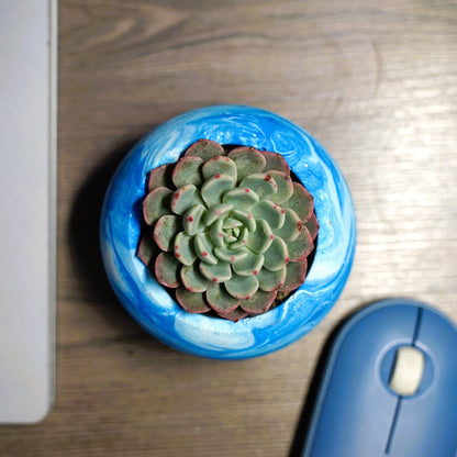 Echeveria mebina - Shalamar Nurseries & LandscapersShalamar Nurseries & Landscapers