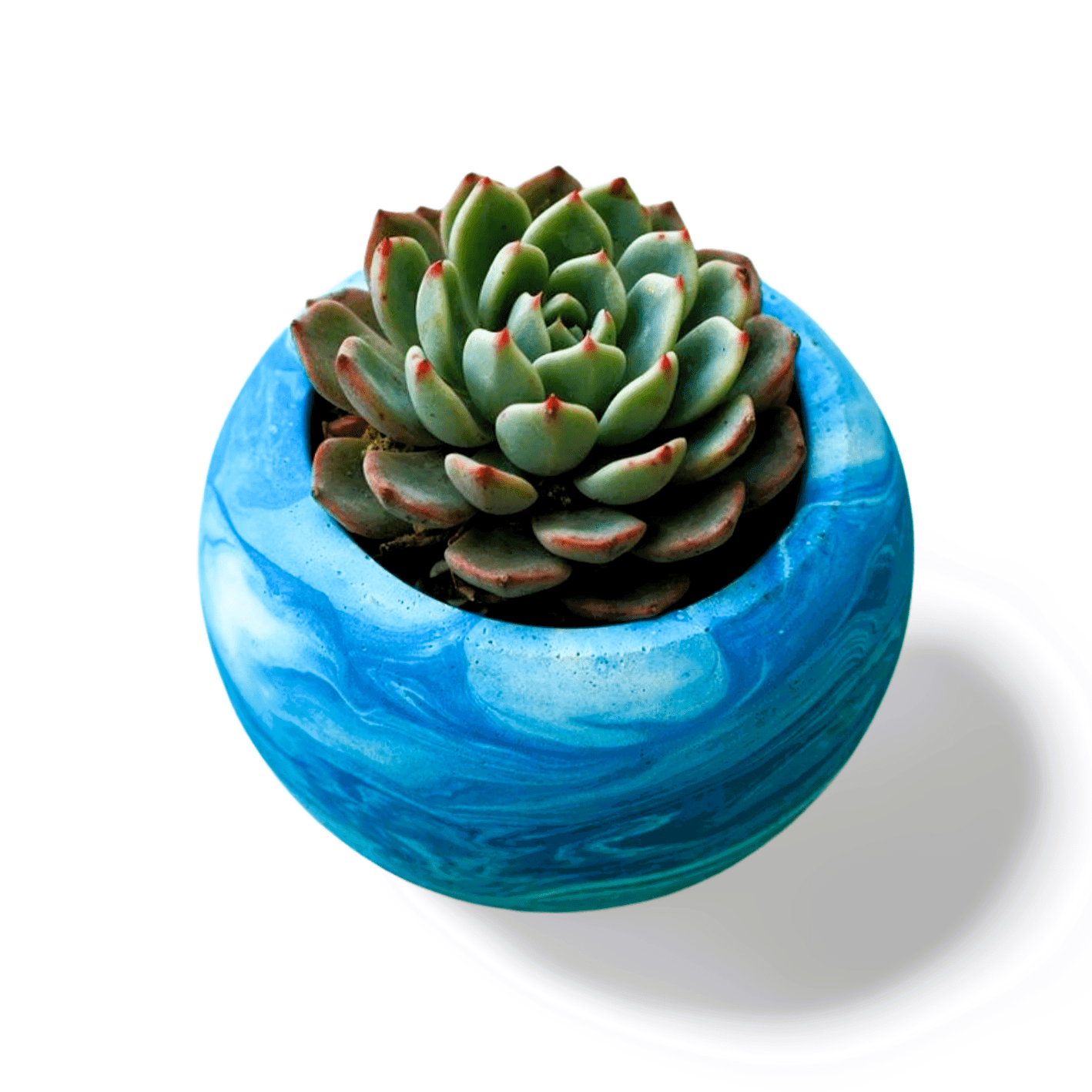 Echeveria mebina - Shalamar Nurseries & LandscapersShalamar Nurseries & Landscapers