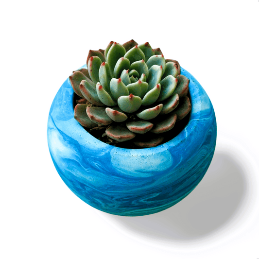 Echeveria mebina - Shalamar Nurseries & LandscapersShalamar Nurseries & Landscapers