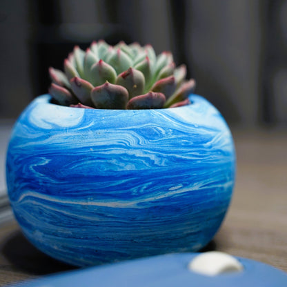 Echeveria mebina - Shalamar Nurseries & LandscapersShalamar Nurseries & Landscapers