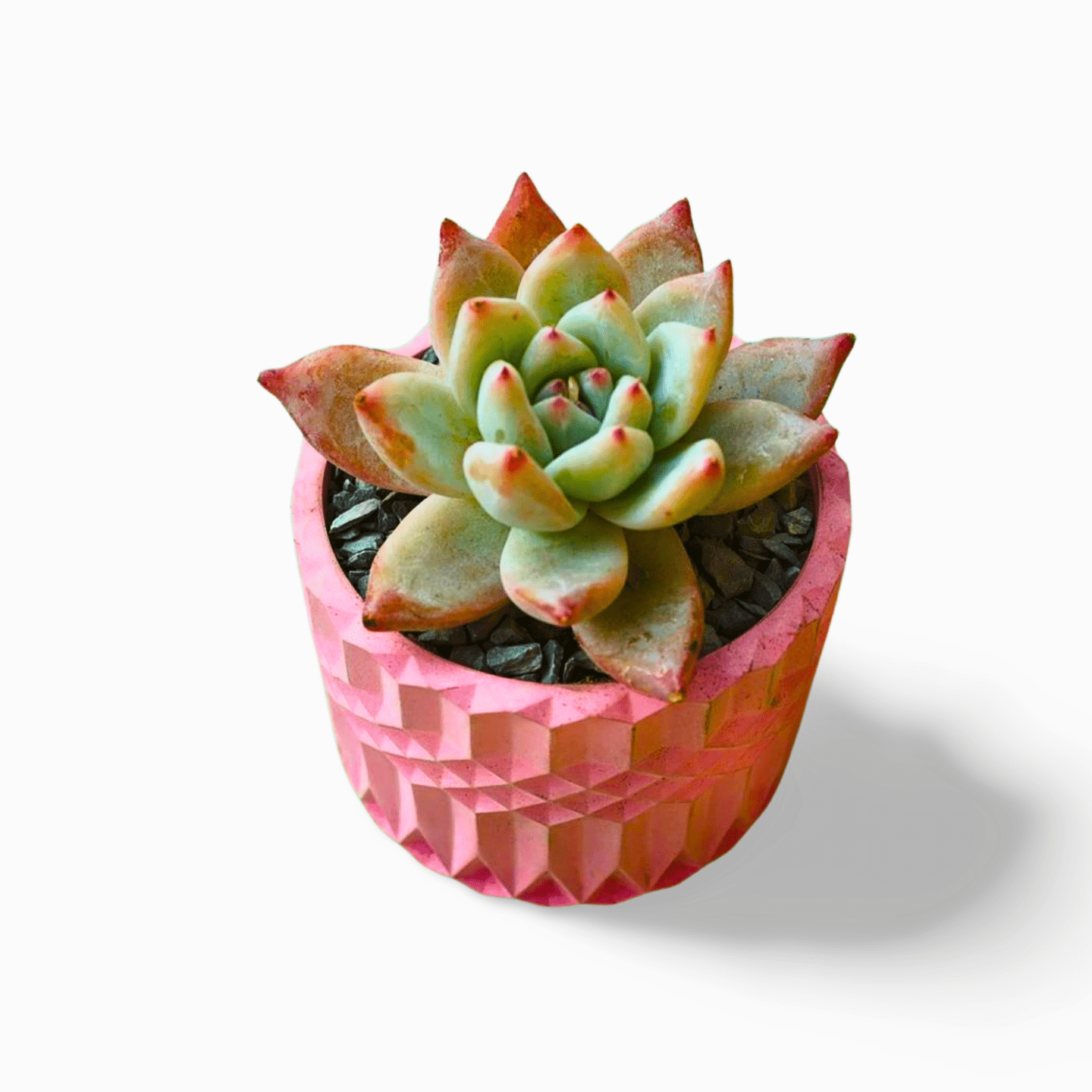Echeveria Zara Large - Shalamar Nurseries & LandscapersShalamar Nurseries & Landscapers