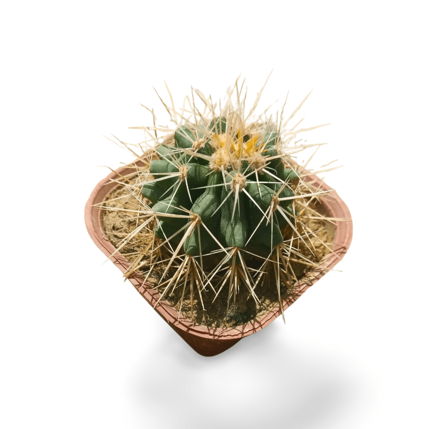 Echino Kingcup - Shalamar Nurseries & LandscapersShalamar Nurseries & Landscapers