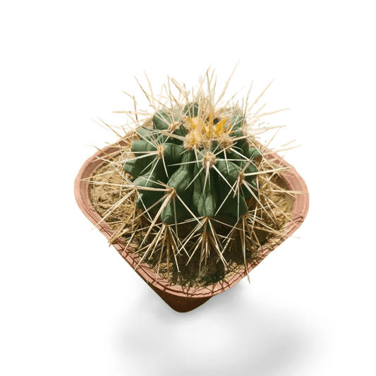 Echino Kingcup - Shalamar Nurseries & LandscapersShalamar Nurseries & Landscapers