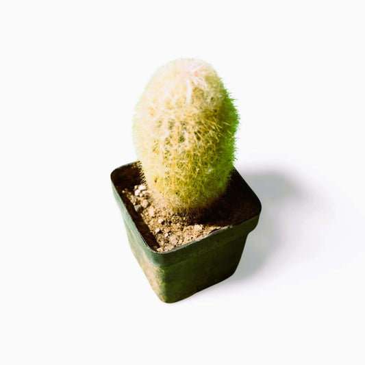 Espostoa Old Lady - Shalamar Nurseries & LandscapersShalamar Nurseries & Landscapers