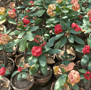 Euphorbia mili Bare rooted - Shalamar Nurseries & LandscapersShalamar Nurseries & Landscapers